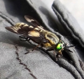 Goldaugenbremse w. (Chrysops relictus)-L. Klasing