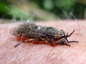 Regenbremse (Haematopota pluvialis)-L. Klasing