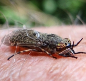 Regenbremse (Haematopota pluvialis)-L. Klasing