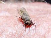 Regenbremse auf Haut (Haematopota pluvialis)-L. Klasing