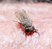 Regenbremse auf Haut (Haematopota pluvialis)-L. Klasing