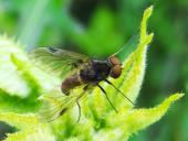 Schnepfenfliege (Chrysopilus cristatus)-L. Klasing