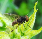 Schnepfenfliege (Chrysopilus cristatus)-L. Klasing