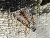 Gemeine Schnepfenfliege M. (Rhagio scolopaceus)-L. Klasing