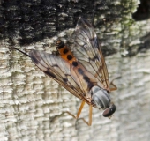 Gemeine Schnepfenfliege M. (Rhagio scolopaceus)-L. Klasing