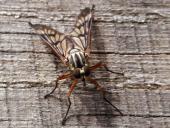 Gemeine Schnepfenfliege W. (Rhagio scolopaceus)-L. Klasing