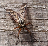 Gemeine Schnepfenfliege W. (Rhagio scolopaceus)-L. Klasing