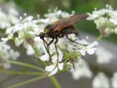 Gewürfelte Tanzfliege (Empis tesselata)-L. Klasing