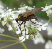 Gewürfelte Tanzfliege (Empis tesselata)-L. Klasing