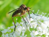 Tanzfliege (Empis livida)-L. Klasing