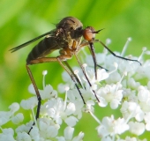 Tanzfliege (Empis livida)-L. Klasing