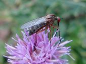 Tanzfliege (Empis livida)-L. Klasing