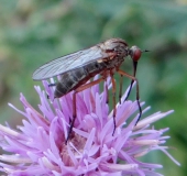 Tanzfliege (Empis livida)-L. Klasing