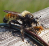 Gelbe Mordfliege M. (Laphria flava)-L. Klasing