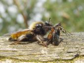 Beute: Roter Weichkäfer, Gelbe Mordfliege W. (Laphria flava)-L. Klasing