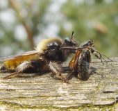 Beute: Roter Weichkäfer, Gelbe Mordfliege W. (Laphria flava)-L. Klasing