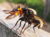 Beute: Roter Weichkäfer, Gelbe Mordfliege W. (Laphria flava)-L. Klasing