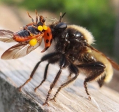 Beute: Roter Weichkäfer, Gelbe Mordfliege W. (Laphria flava)-L. Klasing