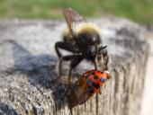 Beute: Asiatischer Marienkäfer, Gelbe Mordfliege W. (Laphria flava)-L. Klasing