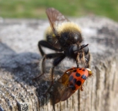 Beute: Asiatischer Marienkäfer, Gelbe Mordfliege W. (Laphria flava)-L. Klasing