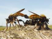 Paarung: Gelbe Mordfliege (Laphria flava)-L. Klasing