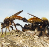 Paarung: Gelbe Mordfliege (Laphria flava)-L. Klasing