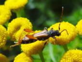 Braunrötlicher Spitzdeckenbock (Stenopterus rufus)-L. Klasing