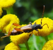 Braunrötlicher Spitzdeckenbock (Stenopterus rufus)-L. Klasing