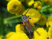 Braunrötlicher Spitzdeckenbock (Stenopterus rufus)-L. Klasing