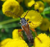 Braunrötlicher Spitzdeckenbock (Stenopterus rufus)-L. Klasing