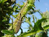 Distelbock (Agapanthia villosoviridescens)-L. Klasing