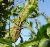 Distelbock (Agapanthia villosoviridescens)-L. Klasing