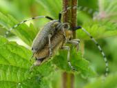 Distelbock (Agapanthia villosoviridescens)-L. Klasing