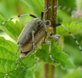 Distelbock (Agapanthia villosoviridescens)-L. Klasing