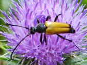 Schwarzgesaumter Schmalbock (Anastrangalia dubia)-L. Klasing