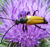 Schwarzgesaumter Schmalbock (Anastrangalia dubia)-L. Klasing