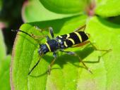 Echter Widderbock (Clytus arietis)-L. Klasing