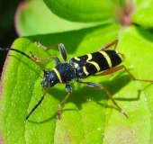 Echter Widderbock (Clytus arietis)-L. Klasing