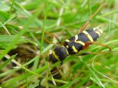 Echter Widderbock (Clytus arietis)-L. Klasing