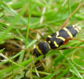 Echter Widderbock (Clytus arietis)-L. Klasing