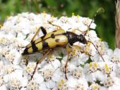 Gefleckter Schmalbock (Rutpela maculata)-L. Klasing