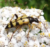 Gefleckter Schmalbock (Rutpela maculata)-L. Klasing