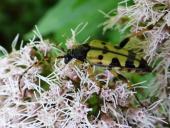 Gefleckter Schmalbock (Rutpela maculata)-L. Klasing