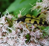 Gefleckter Schmalbock (Rutpela maculata)-L. Klasing