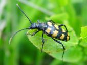 Vierbindiger Schmalbock (Leptura quadrifasciata)-L. Klasing