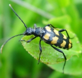 Vierbindiger Schmalbock (Leptura quadrifasciata)-L. Klasing