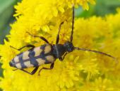 Vierbindiger Schmalbock (Leptura quadrifasciata)-L. Klasing