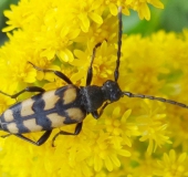 Vierbindiger Schmalbock (Leptura quadrifasciata)-L. Klasing