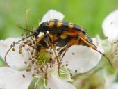 Paarung: Schlanker Schmalbock (Strangalia attenuata)-L. Klasing