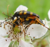 Paarung: Schlanker Schmalbock (Strangalia attenuata)-L. Klasing